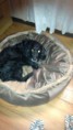 /album/fotos-tat-pet/img-20150921-wa0031-1-jpg/